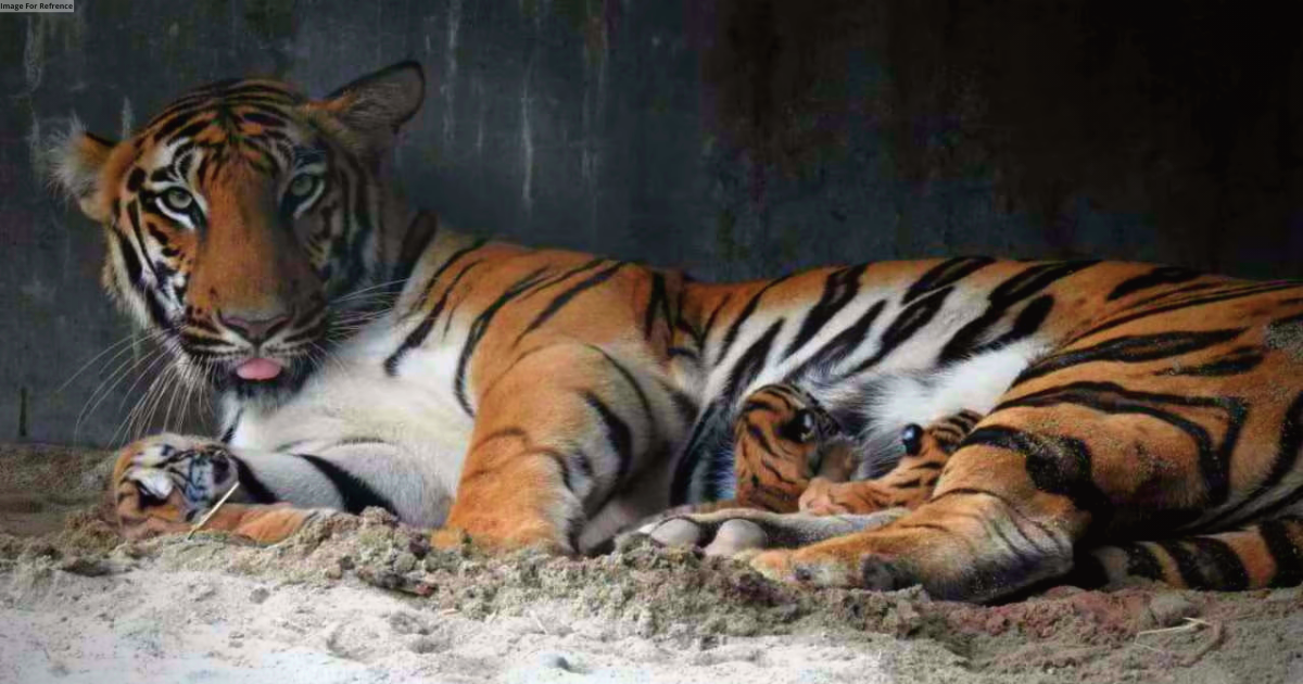 WB: Tigress gives birth to three cubs at Bengal Safari Park